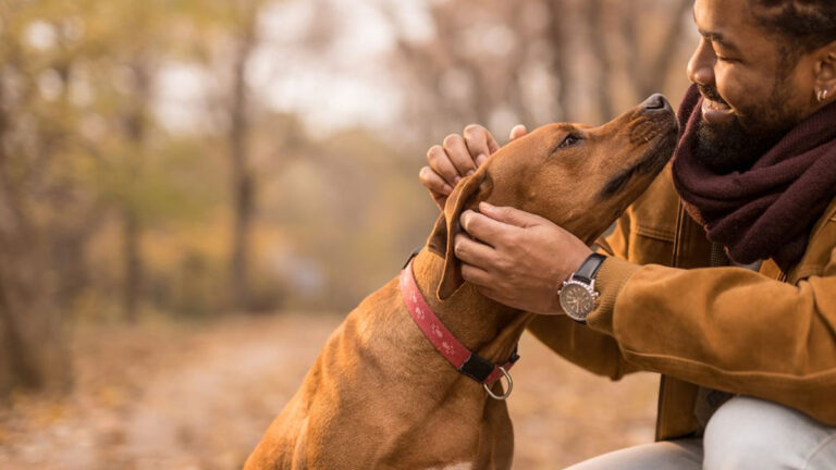 money-saving-tips-for-dog-owners